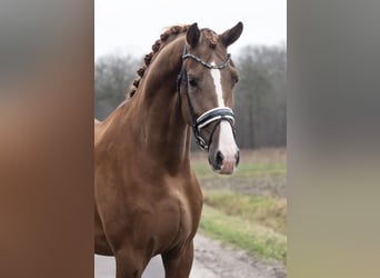 KWPN, Caballo castrado, 3 años, 172 cm, Alazán