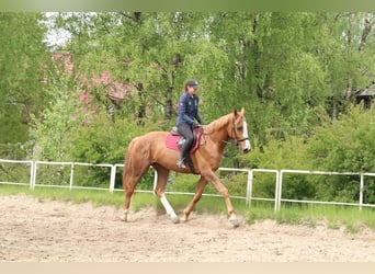 KWPN, Caballo castrado, 3 años, 172 cm, Alazán