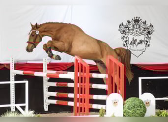 KWPN, Caballo castrado, 3 años, 172 cm, Alazán