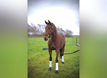 KWPN, Caballo castrado, 3 años, 172 cm, Alazán-tostado