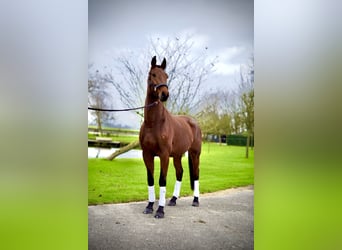 KWPN, Caballo castrado, 3 años, 172 cm, Alazán-tostado