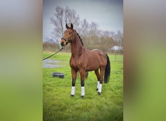 KWPN, Caballo castrado, 3 años, 172 cm, Alazán-tostado