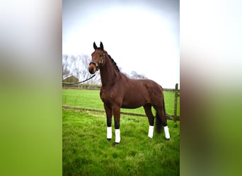 KWPN, Caballo castrado, 3 años, 172 cm, Alazán-tostado