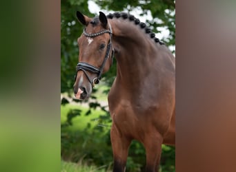 KWPN, Caballo castrado, 3 años, 172 cm, Castaño