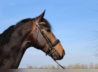 KWPN, Caballo castrado, 3 años, 172 cm, Castaño