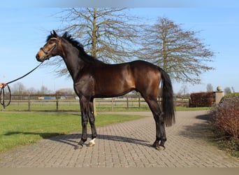 KWPN, Caballo castrado, 3 años, 172 cm, Castaño