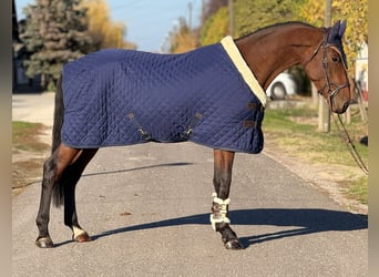 KWPN, Caballo castrado, 3 años, 172 cm, Castaño