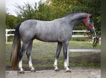 KWPN, Caballo castrado, 3 años, 172 cm, Tordo rodado