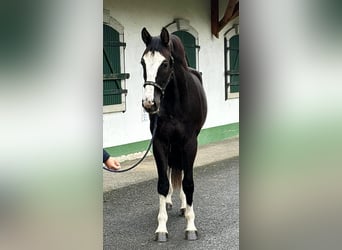 KWPN, Caballo castrado, 3 años, 173 cm, Negro