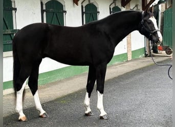 KWPN, Caballo castrado, 3 años, 173 cm, Negro