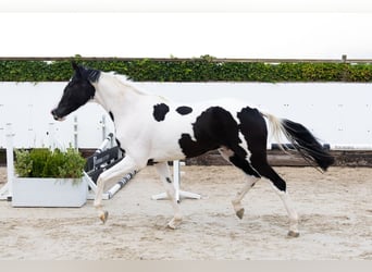 KWPN, Caballo castrado, 3 años, 173 cm, Pío