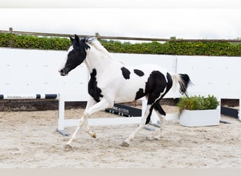 KWPN, Caballo castrado, 3 años, 173 cm, Pío