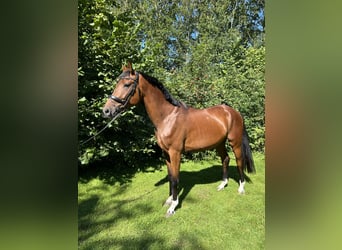 KWPN, Caballo castrado, 3 años, 174 cm, Castaño