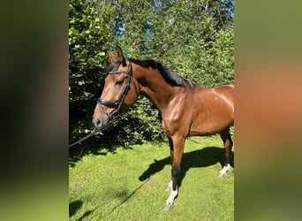 KWPN, Caballo castrado, 3 años, 174 cm, Castaño