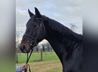 KWPN, Caballo castrado, 3 años, 175 cm, Morcillo