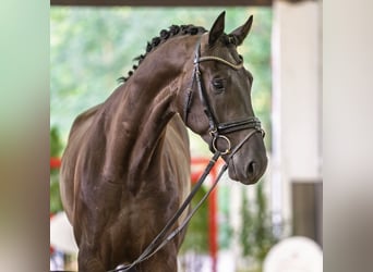 KWPN, Caballo castrado, 3 años, 175 cm, Negro