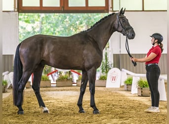 KWPN, Caballo castrado, 3 años, 175 cm, Negro