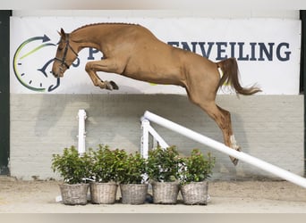 KWPN, Caballo castrado, 3 años, 178 cm, Alazán-tostado