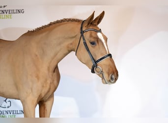 KWPN, Caballo castrado, 3 años, 178 cm, Alazán-tostado