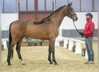 KWPN, Caballo castrado, 3 años, Castaño