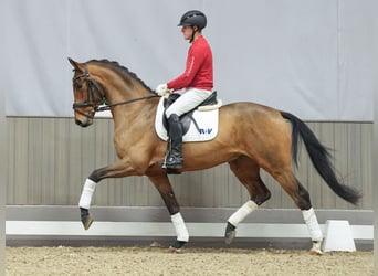 KWPN, Caballo castrado, 3 años, Castaño