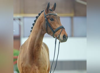 KWPN, Caballo castrado, 3 años, Castaño