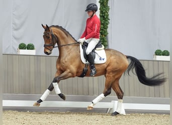 KWPN, Caballo castrado, 3 años, Castaño