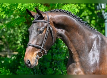 KWPN, Caballo castrado, 3 años, Castaño