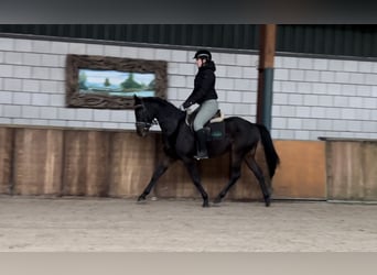 KWPN, Caballo castrado, 4 años, 151 cm, Negro