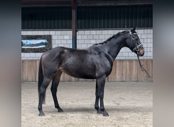 KWPN, Caballo castrado, 4 años, 151 cm, Negro