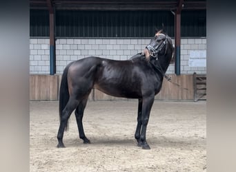 KWPN, Caballo castrado, 4 años, 151 cm, Negro