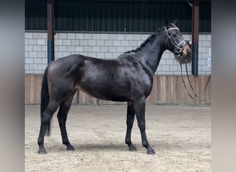 KWPN, Caballo castrado, 4 años, 151 cm, Negro