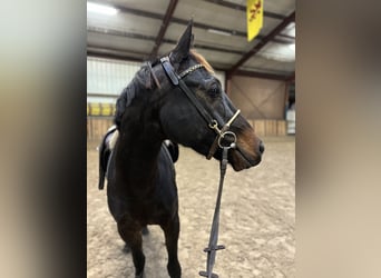 KWPN, Caballo castrado, 4 años, 151 cm, Negro