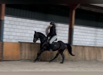 KWPN, Caballo castrado, 4 años, 151 cm, Negro