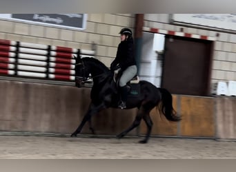 KWPN, Caballo castrado, 4 años, 151 cm, Negro