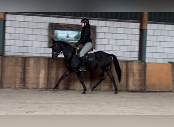 KWPN, Caballo castrado, 4 años, 151 cm, Negro