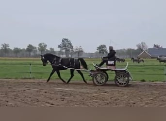 KWPN, Caballo castrado, 4 años, 151 cm, Negro