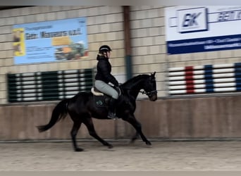 KWPN, Caballo castrado, 4 años, 151 cm, Negro