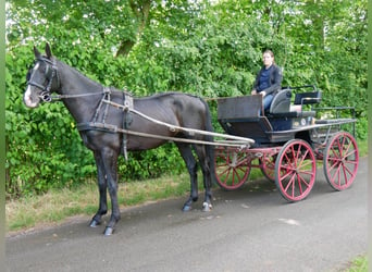 KWPN Mestizo, Caballo castrado, 4 años, 155 cm, Negro