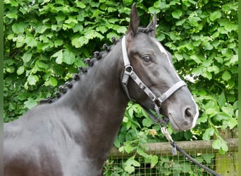 KWPN Mestizo, Caballo castrado, 4 años, 155 cm, Negro