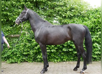 KWPN Mestizo, Caballo castrado, 4 años, 155 cm, Negro