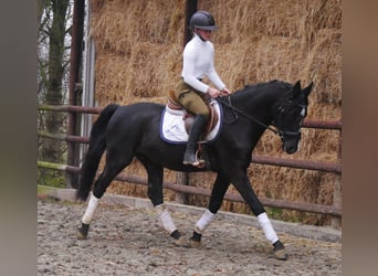 KWPN Mestizo, Caballo castrado, 4 años, 155 cm, Negro