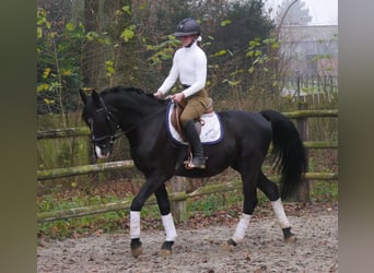 KWPN Mestizo, Caballo castrado, 4 años, 155 cm, Negro