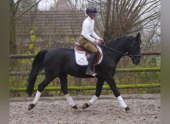 KWPN Mestizo, Caballo castrado, 4 años, 155 cm, Negro