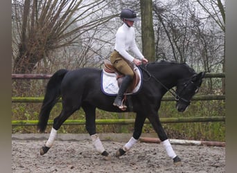 KWPN Mestizo, Caballo castrado, 4 años, 155 cm, Negro