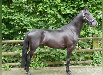 KWPN Mestizo, Caballo castrado, 4 años, 155 cm, Negro