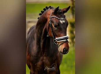 KWPN, Caballo castrado, 4 años, 158 cm, Castaño