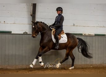 KWPN, Caballo castrado, 4 años, 158 cm, Castaño