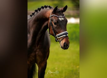 KWPN, Caballo castrado, 4 años, 158 cm, Castaño