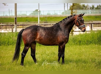 KWPN, Caballo castrado, 4 años, 158 cm, Castaño